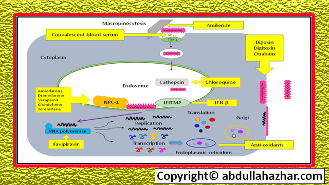 Ebola Diseases: Disease Structure, Stages, Full In Detail