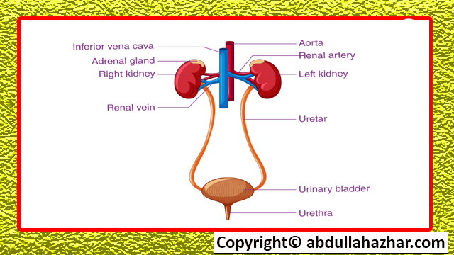 Renal System Disease: Symptoms, Aspects, Flow, In Detailed